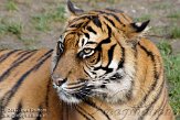 NDB02120162 Sumatraanse tijger / Panthera tigris sumatrae