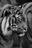NDB02120221 Sumatraanse tijger / Panthera tigris sumatrae