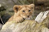 NDB03120653 Aziatische leeuw / Panthera leo persica