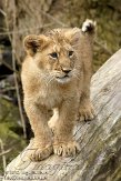 NDB03120671 Aziatische leeuw / Panthera leo persica