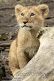 NDB03120688 Aziatische leeuw / Panthera leo persica