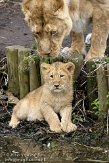 NDB04120808 Aziatische leeuw / Panthera leo persica
