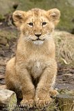 NDB04120846 Aziatische leeuw / Panthera leo persica