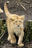 NDB04120868 Aziatische leeuw / Panthera leo persica