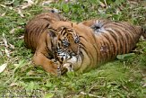 NDB14108013 Sumatraanse tijger / Panthera tigris sumatrae
