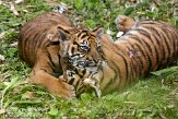 NDB14108016 Sumatraanse tijger / Panthera tigris sumatrae