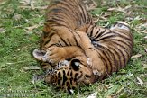 NDB14108018 Sumatraanse tijger / Panthera tigris sumatrae