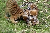 NDB14108019 Sumatraanse tijger / Panthera tigris sumatrae