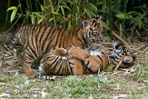 NDB14108063 Sumatraanse tijger / Panthera tigris sumatrae