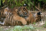 NDB14108065 Sumatraanse tijger / Panthera tigris sumatrae