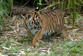 NDB14108077 Sumatraanse tijger / Panthera tigris sumatrae