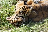 NDB16109183 Sumatraanse tijger / Panthera tigris sumatrae