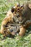NDB16109189 Sumatraanse tijger / Panthera tigris sumatrae