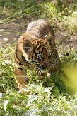 NDB16109198 Sumatraanse tijger / Panthera tigris sumatrae