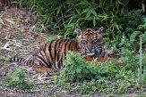 NDB16109210 Sumatraanse tijger / Panthera tigris sumatrae