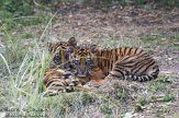 NDB16109219 Sumatraanse tijger / Panthera tigris sumatrae