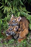 NDB16109283 Sumatraanse tijger / Panthera tigris sumatrae