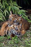 NDB16109286 Sumatraanse tijger / Panthera tigris sumatrae