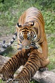 NDB16109309 Sumatraanse tijger / Panthera tigris sumatrae
