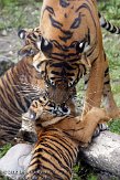 NDB16109313 Sumatraanse tijger / Panthera tigris sumatrae