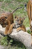NDB16109323 Sumatraanse tijger / Panthera tigris sumatrae