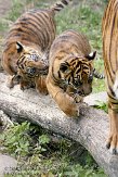 NDB16109324 Sumatraanse tijger / Panthera tigris sumatrae