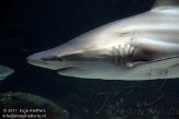 NBZ01111101 zwartpunthaai / Carcharhinus limbatus