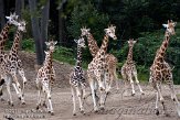 NBZ01117328 Rothschildgiraffe / Giraffa camelopardalis rothschildi