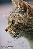 NDE01097358 Europese wilde kat / Felis silvestris silvestris
