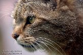 NDE01097373 Europese wilde kat / Felis silvestris silvestris
