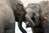 NDE01108695 Aziatische olifant / Elephas maximus