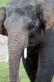 NDE01108713 Aziatische olifant / Elephas maximus