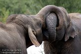 NDE01108738 Aziatische olifant / Elephas maximus