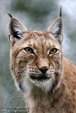 NDE01108751 Euraziatische lynx / Lynx lynx