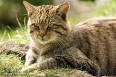 NDE02127335 Europese wilde kat / Felis silvestris silvestris