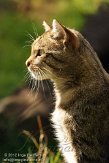 NDE02127339 Europese wilde kat / Felis silvestris silvestris