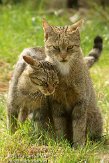 NDE02127352 Europese wilde kat / Felis silvestris silvestris