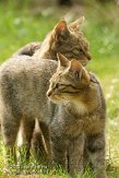 NDE02127355 Europese wilde kat / Felis silvestris silvestris
