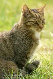 NDE02127363 Europese wilde kat / Felis silvestris silvestris