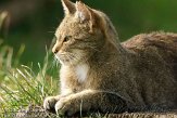 NDE02127373 Europese wilde kat / Felis silvestris silvestris