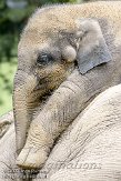 NND01096911 Aziatische olifant / Elephas maximus