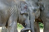 NND01096929 Aziatische olifant / Elephas maximus