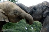 NND01097044 Aziatische olifant / Elephas maximus