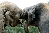 NND01097055 Aziatische olifant / Elephas maximus