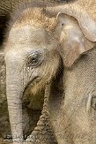 NND01097114 Aziatische olifant / Elephas maximus