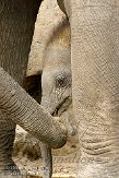 NND01097122 Aziatische olifant / Elephas maximus