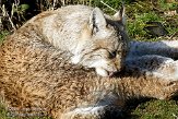 NGP01091581 Euraziatische lynx / Lynx lynx