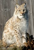 NGP01091591 Euraziatische lynx / Lynx lynx