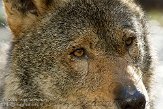 NGP01091615 Iberische wolf / Canis lupus signatus