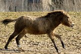 NGP01091631 przewalskipaard / Equus ferus przewalskii